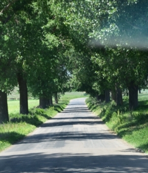 Bujori