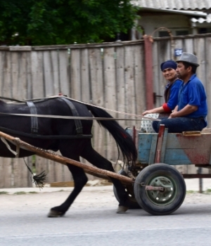 Bujori