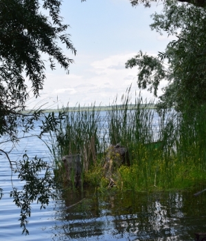 Bujori